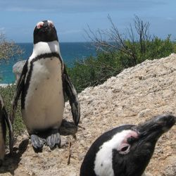 Penguins in Cape Town