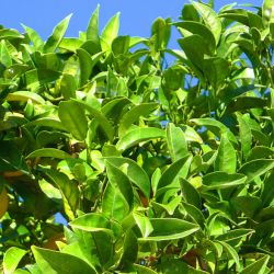 Orange trees at the Luz Bay Hotel 